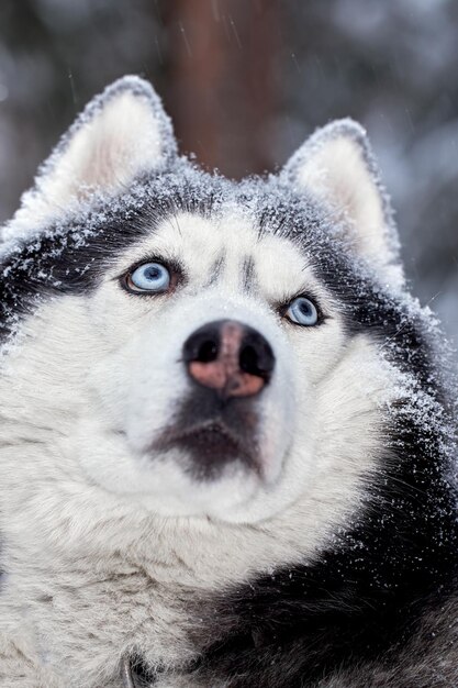 El perro husky rojo está tumbado en la nieve.