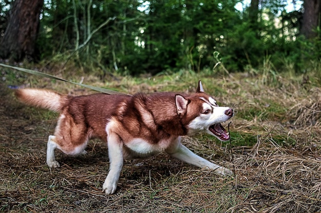 Perro husky rojo lucha por tirar de la correa en la caminata El perro husky quiere alcanzar y morder