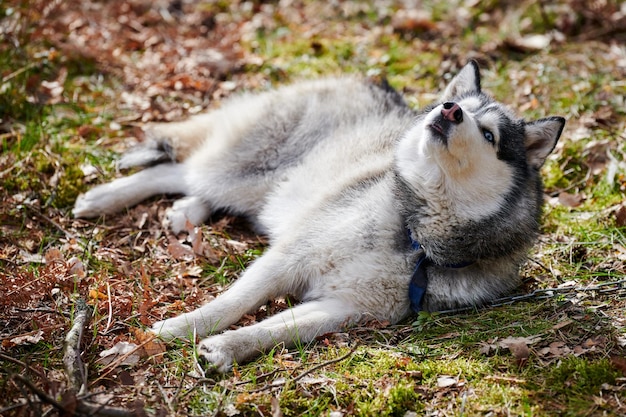 Perro Husky siberiano acostado en la hierba del bosque retrato de perro Husky descansando de tamaño completo con ojos marrones azules