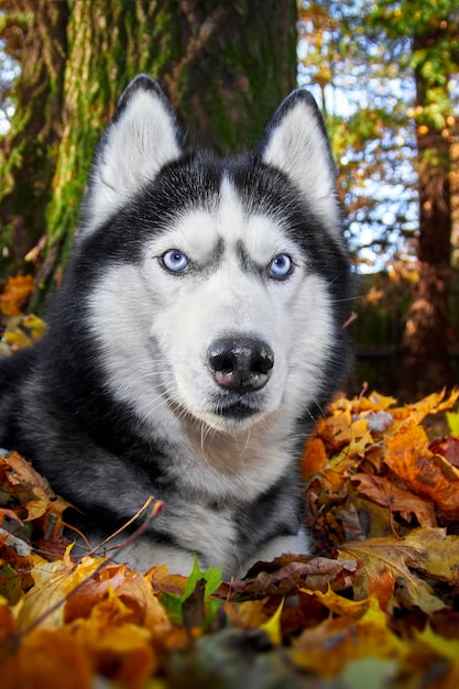 Perro Husky siberiano acostado en las hojas amarillas y rojas Perro Husky en el fondo de la naturaleza día soleado