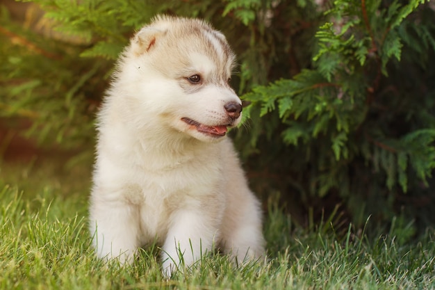 Perro husky siberiano al aire libre. Retrato de un pequeño cachorro de perro husky. De cerca.