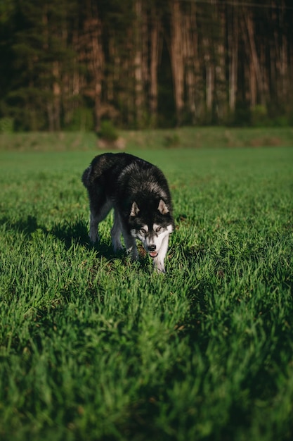 Perro husky siberiano al atardecer