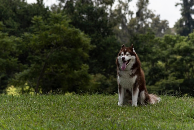 Perro husky siberiano en el bosque