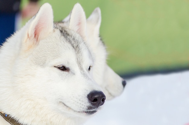 Perro husky siberiano cerca retrato al aire libre de la cara. Los perros de trineo entrenan en el clima frío de la nieve. Perro de raza pura fuerte, lindo y rápido para el trabajo en equipo con trineo.