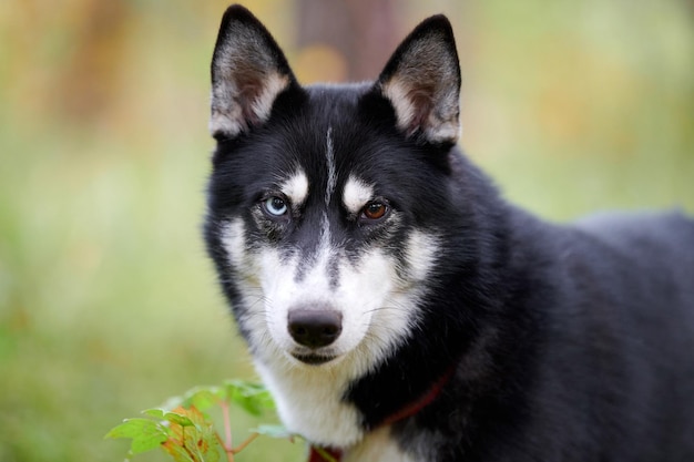 Perro husky siberiano en collar caminando al aire libre, fondo del parque borroso. Husky siberiano blanco y negro con ojos de diferentes colores. Perro husky de cerca