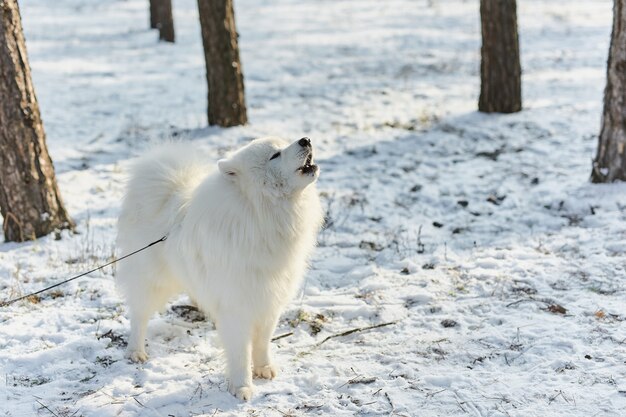 Perro husky siberiano con collar rojo aullando y fondo de cielo nublado