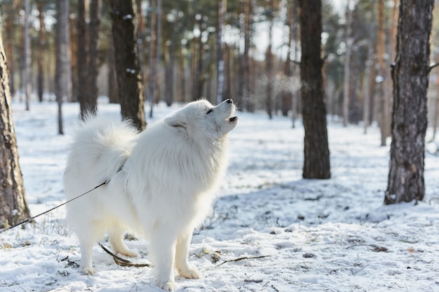 Perro husky siberiano con collar rojo aullando y fondo de cielo nublado