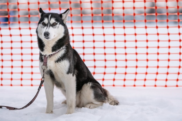 Perro Husky siberiano con correa, esperando la carrera de perros de trineo, fondo de cerca de pista naranja.