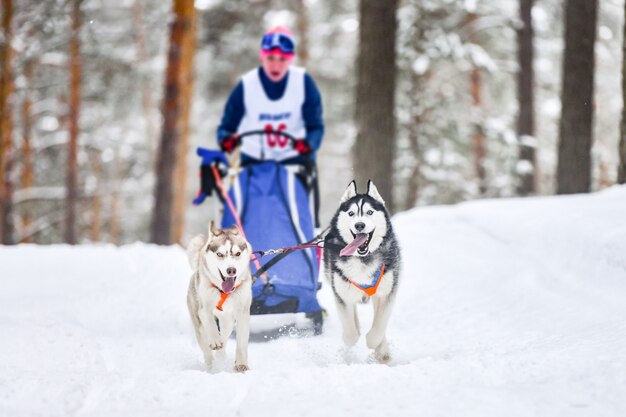 Perro husky siberiano corriendo en la nieve.