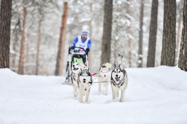 Perro husky siberiano corriendo en la nieve.