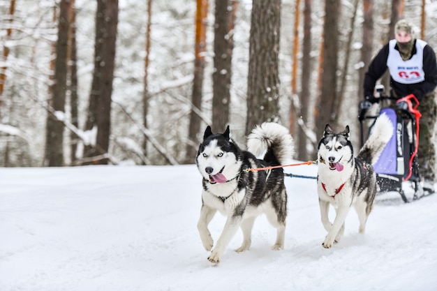 Perro husky siberiano corriendo en la nieve.