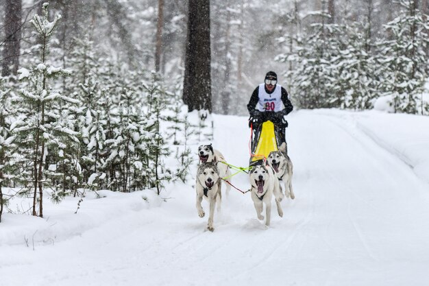 Perro husky siberiano corriendo en la nieve.