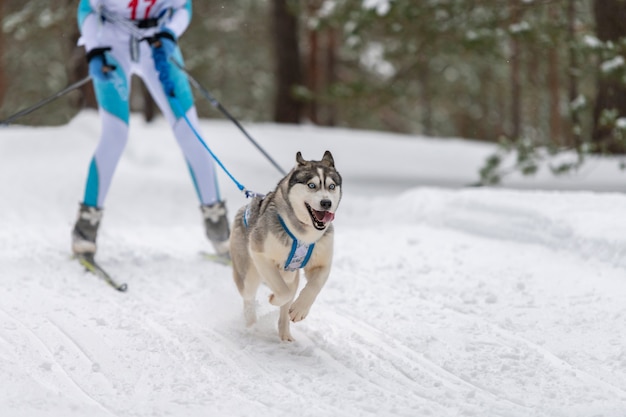 Perro husky siberiano corriendo en la nieve.