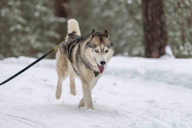 Perro husky siberiano corriendo en la nieve.