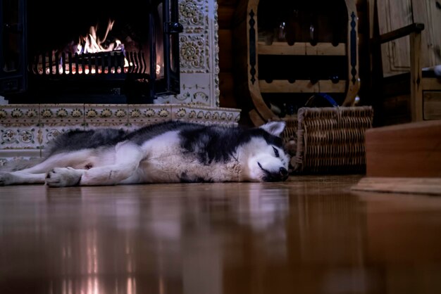 Perro husky siberiano descansando junto a la chimenea en llamas Perro husky duerme en la habitación