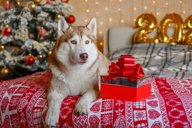 Perro husky siberiano en el dormitorio cerca del árbol de Navidad año nuevo