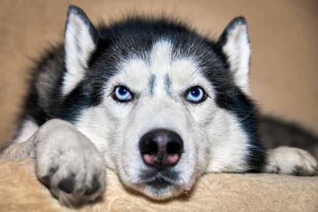 El perro husky siberiano está acostado en la cama. De cerca.