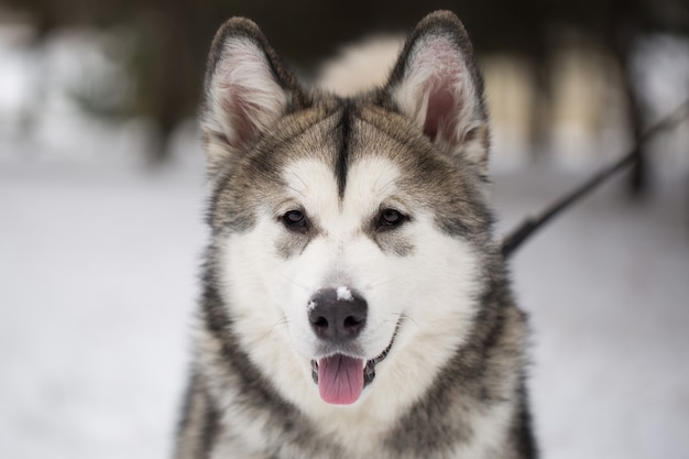 Perro husky siberiano en el invierno en el bosque