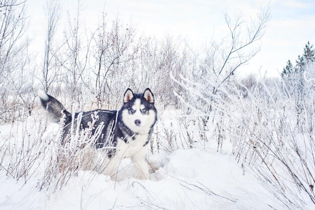 Perro husky siberiano jugando en el bosque nevado de invierno