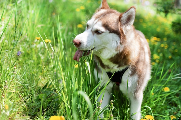 Perro husky siberiano marrón con ojos multicolores en pradera comiendo hierba