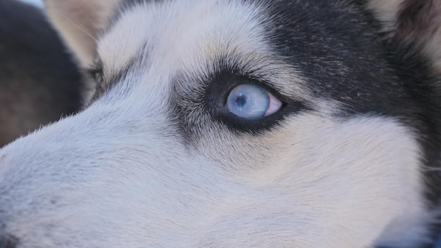 Perro husky siberiano en la naturaleza de invierno de nieve