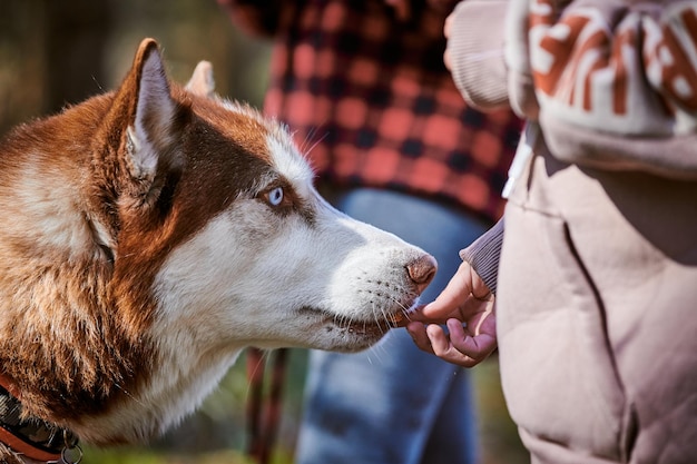 El perro Husky siberiano olfatea una deliciosa comida en la mano del dueño lindo perro Husky blanco marrón esperando recompensas