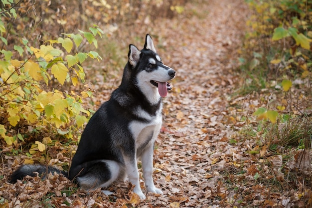 Perro husky siberiano en un paseo por el parque de otoño con hojas amarillas