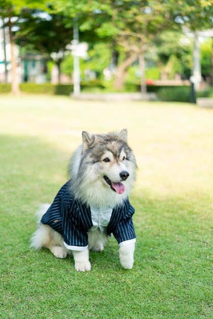 Perro husky siberiano con ropa