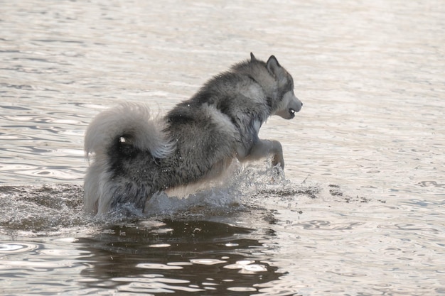 Perro husky siberiano saltando en el agua