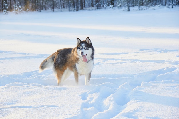 Perro husky siberiano saltando en la nieve el perro está jugando en el invierno en el campo bosque nevado y sol mañana helada