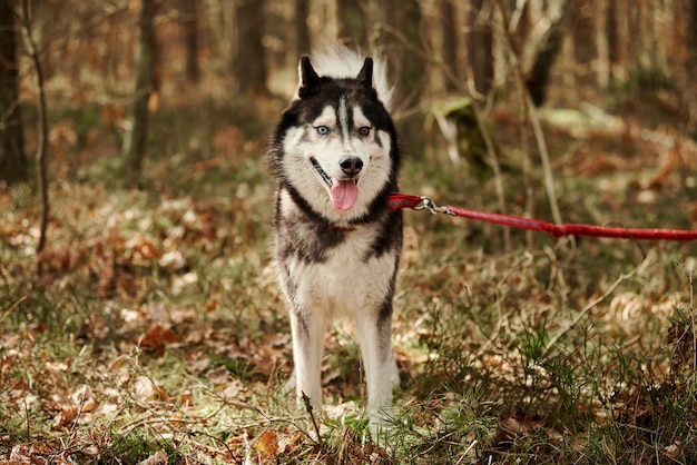 Perro Husky siberiano sentado en la hierba del bosque retrato de perro Husky de tamaño completo con abrigo negro gris