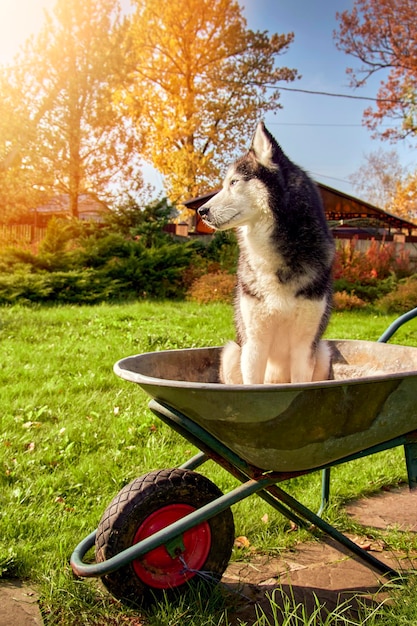 Perro husky siberiano sentado en una vieja carretilla en un jardín campestre