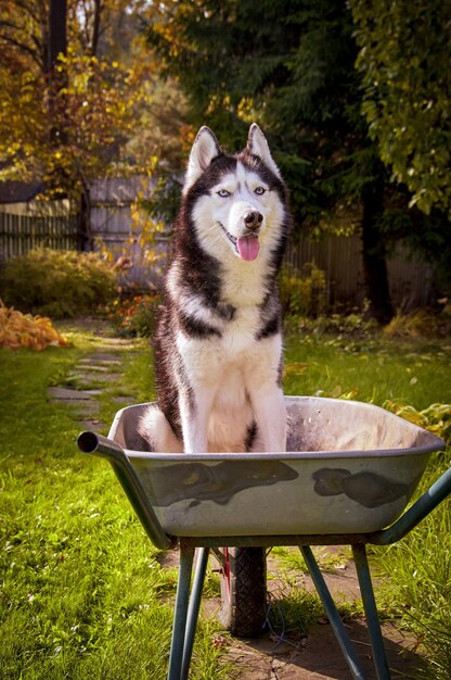 El perro husky siberiano se sienta en un carrito de jardín en el jardín y sonríe con la lengua fuera.