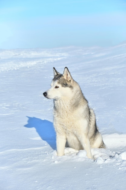 Perro husky siberiano se sienta en la nieve en el fondo del cielo azul.