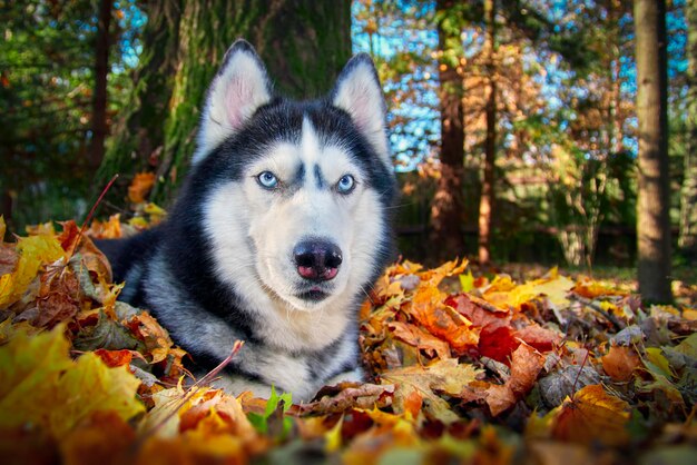 Perro Husky siberiano tirado en las hojas amarillas de otoño