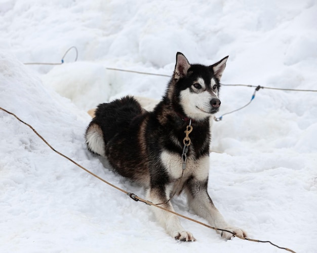 El perro husky siberiano yace en la nieve a la luz del día