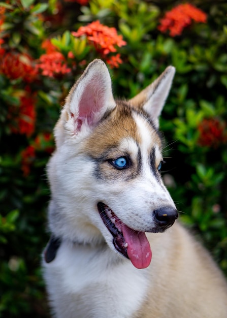 PERRO HUSKY SIBERIANO