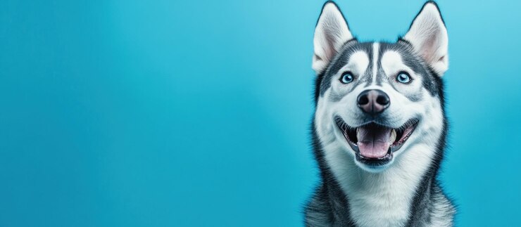 Perro Husky sonriente contra un fondo azul