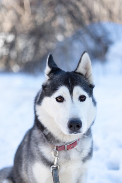 Foto perro husky tirado en la nieve.