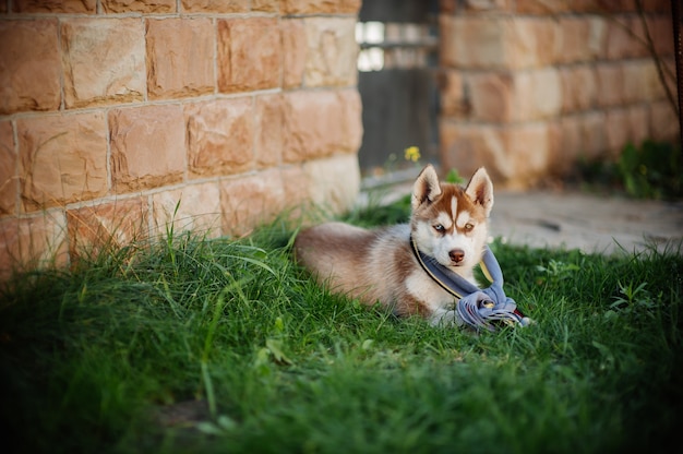 perro husky