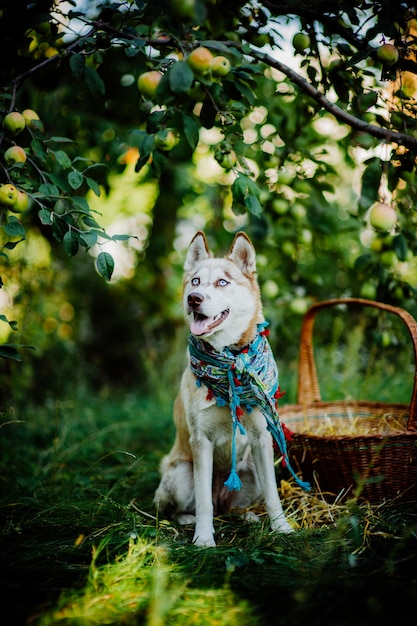 perro husky