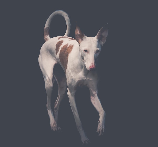 Perro de Ibiza corriendo por la calle
