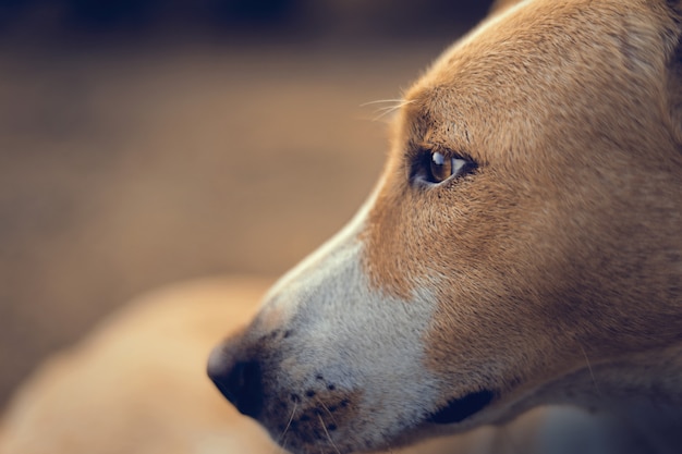 Perro indio de cerca disparar