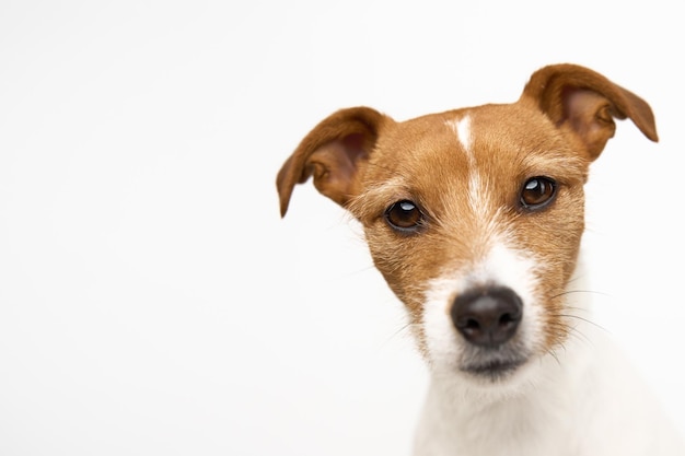 Perro interesado curioso mira a la cámara jack russell terrier closeup retrato sobre fondo blanco f