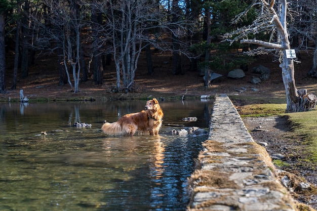 Perro en el interior del lago "Bassa de´Oles" en invierno.