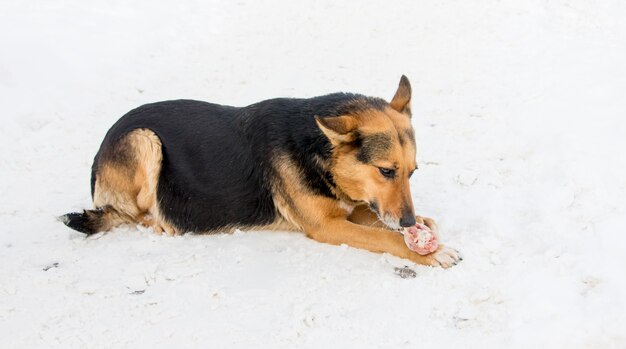 Perro en invierno comiendo carne en la nieve_