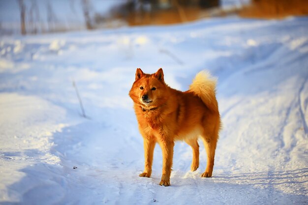 perro de invierno husky, mascota animal nieve