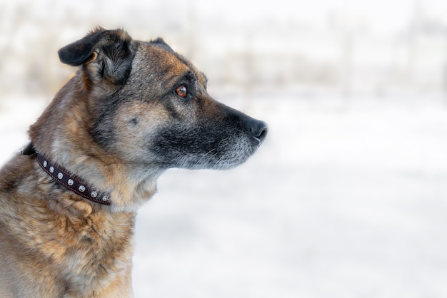 Perro en el invierno en la nieve. Una mascota.