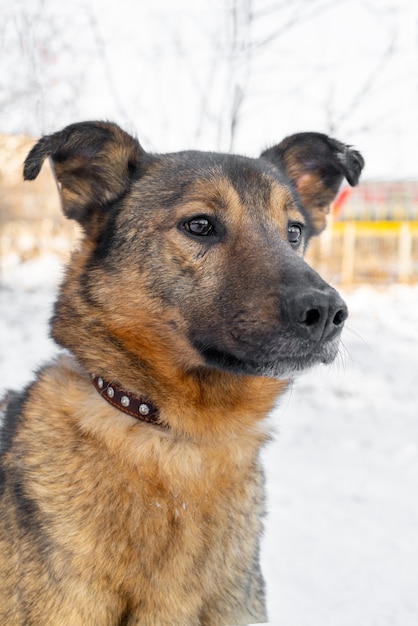 Perro en el invierno en la nieve. Una mascota.