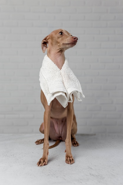 Perro italiano piccolo preparándose para el baño